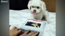 Minik köpek o kadar hızlı klavye kullanıyor ki...