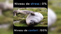 Ce phoque très feignant cherche la meilleure position pour sa sieste