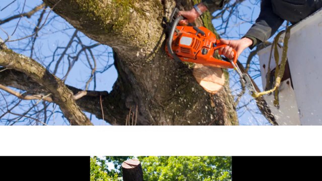 Backwood's Land Clearing and Disaster Relief - (910) 986-0550