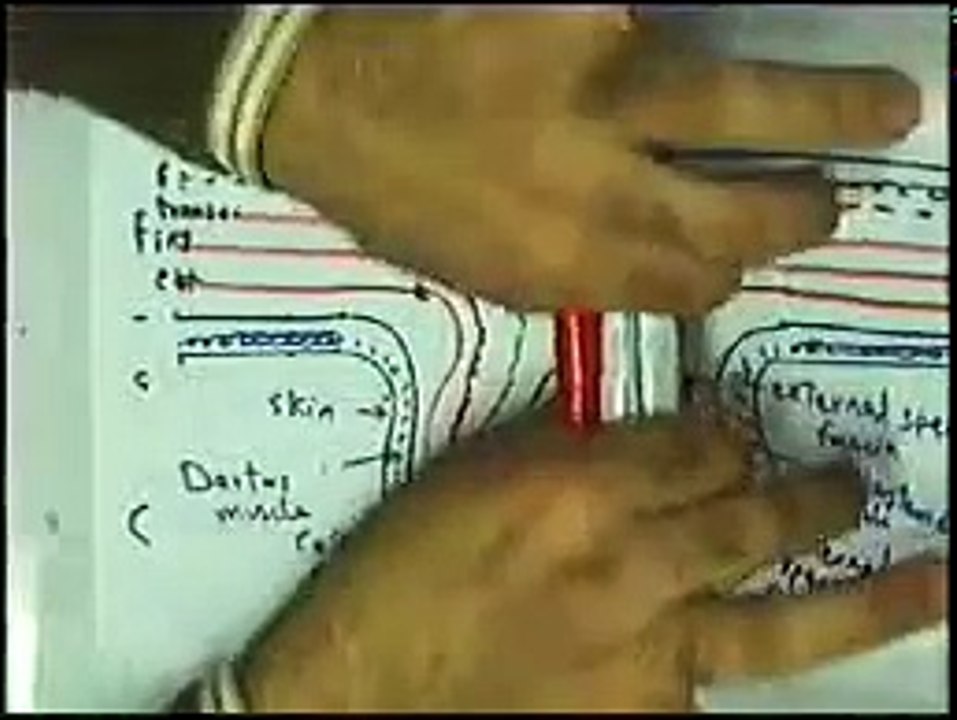 08 Inguinal Ligament