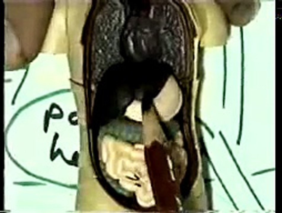 09 Peritoneum 1