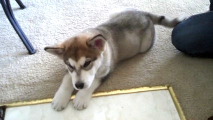 Alaskan Malamute puppy baffled by his first bone