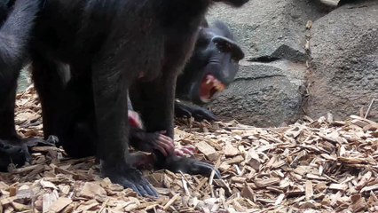 Newborn baby macaque receives tons of attention