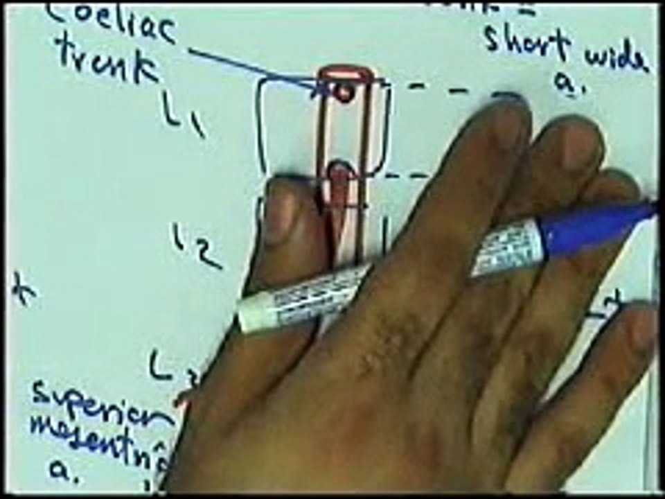 11- 19 Blood Supply 2