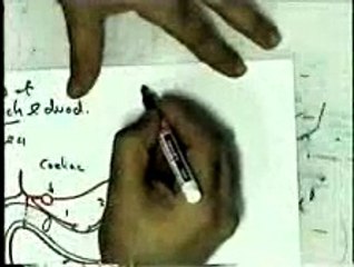 11- 21 Blood Supply 4