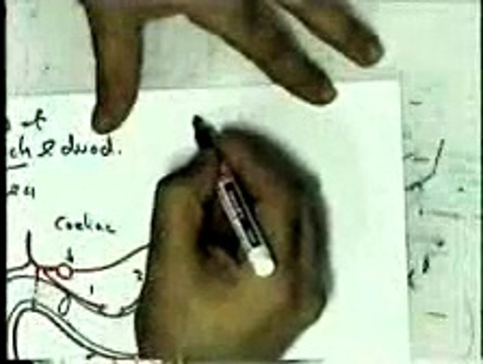 11- 21 Blood Supply 4