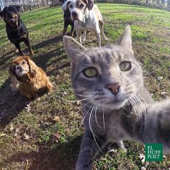 Las mejores selfies gatunas