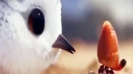 Piper Disney Pixar  That was so cute Bird