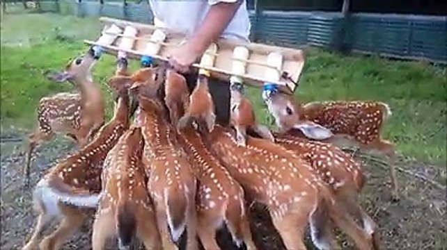 L'heure du repas a sonné pour ces 8 petits faons