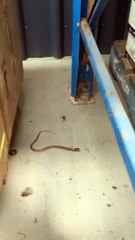 Quand une araignée venimeuse s'attaque à un serpent