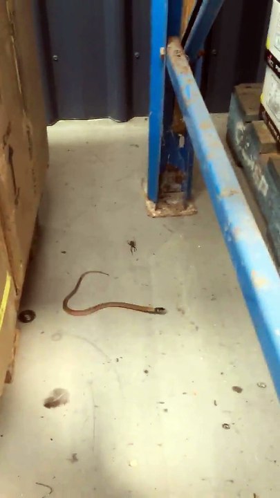 Quand une araignée venimeuse s'attaque à un serpent