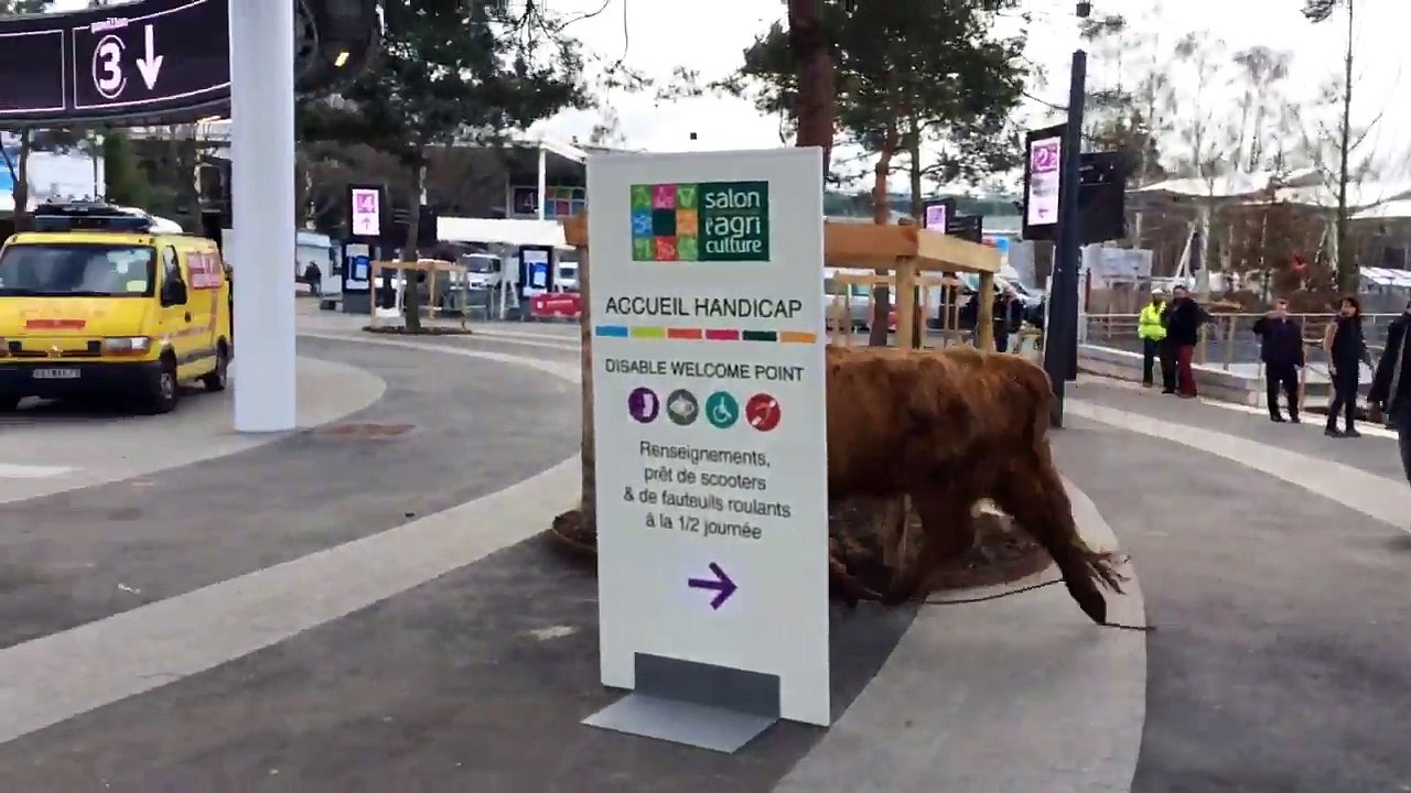 Une vache s'échappe du Salon de l'Agriculture et crée la pan