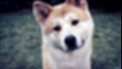 【スカッとする話】義実家で虐待をうけている犬を黙ってさらってきた→本物のかわりにぬいぐるみを犬小屋に置き…