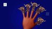 Finger Family Buffalo Family Nursery Rhyme | Animal Finger Family 3D Animation Rhymes For Children