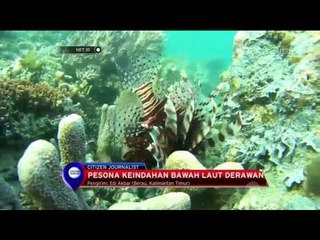 Pesona Keindahan Bawah Laut Derawan - NET 10