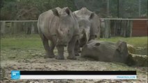 قتل وحيد قرن أبيض في حديقة حيوان بفرنسا لسرقة قرنه