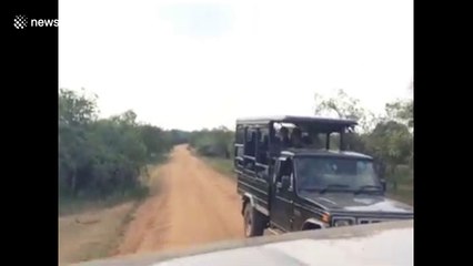 Elephant rubs her backside on safari truck