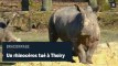 Un rhinocéros tué au parc zoologique de Thoiry