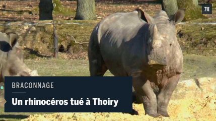 Un rhinocéros tué au parc zoologique de Thoiry