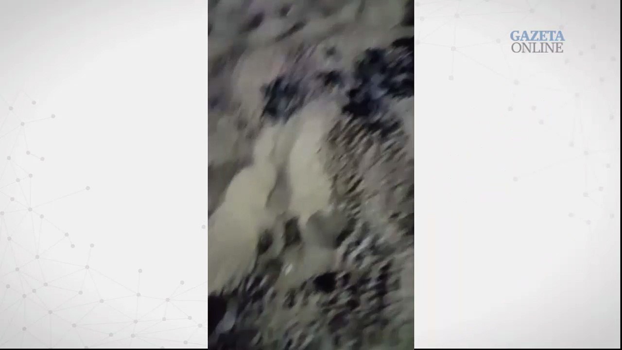 Internautas flagram o momento em que tartarugas nascem