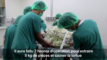 Ils retirent cinq kilos de pièces du ventre de cette tortue
