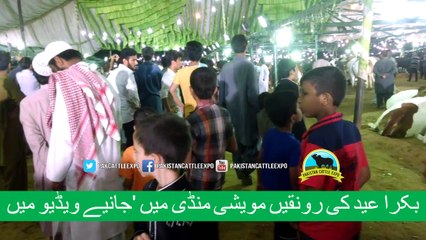 336 || cow mandi || 2017 || 2018 || Bakra eid in Karachi, Pakistan || Cow Qurbani