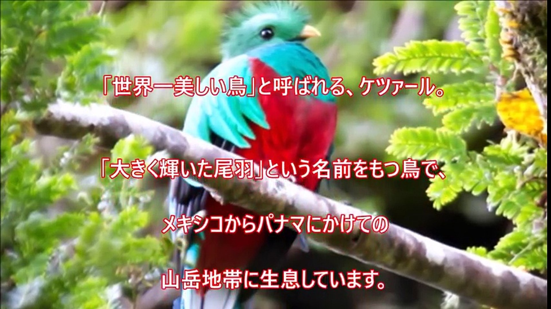 衝撃 世界で最も美しい生物7選 世界が震えた神秘的な動物たち Video Dailymotion