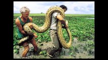【驚愕】世界の巨大すぎるヘビ　画像集