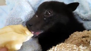 Rescued fruit Bat's happiness returns with a banana