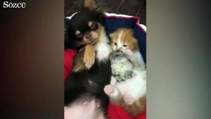 Dünyanın en güzel dostluğu!