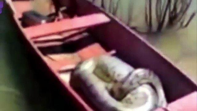 SHOCKING Giant Anaconda Eats Man Alive #4 - Biggest Snake In The World -Giant Python Attacks - Real