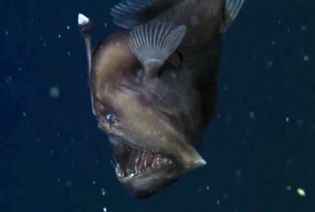 1ère mondiale, une caméra capture une lotte de mer dans les eaux profondes !