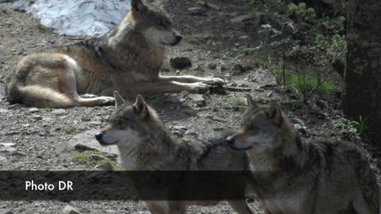 Sains-Morainvillers/Oise : le loup va revenir dans quelques années