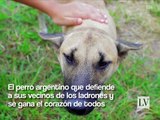 El perro argentino que defiende a sus vecinos de los ladrones