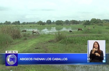 Denuncian robo de caballos