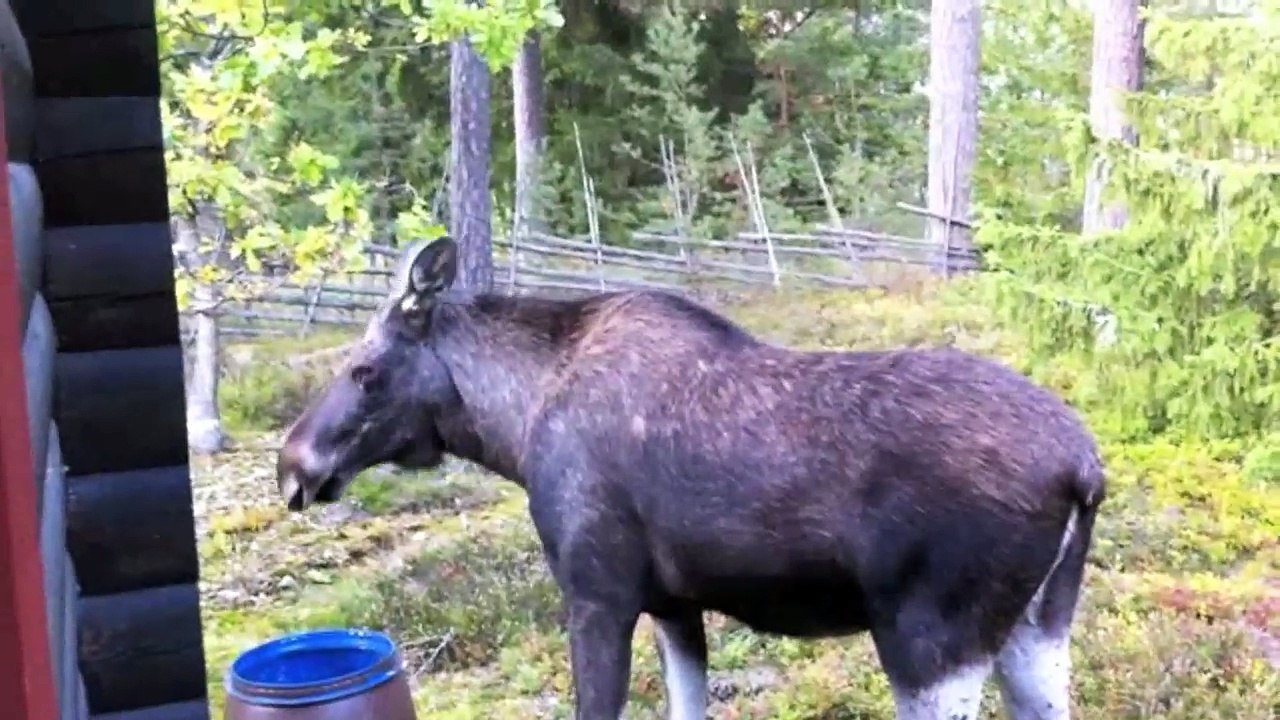 The Moose is Loose - Moose Video for Kids - Wild Animals