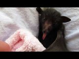 A Yawning Bat Pup Is Adorable