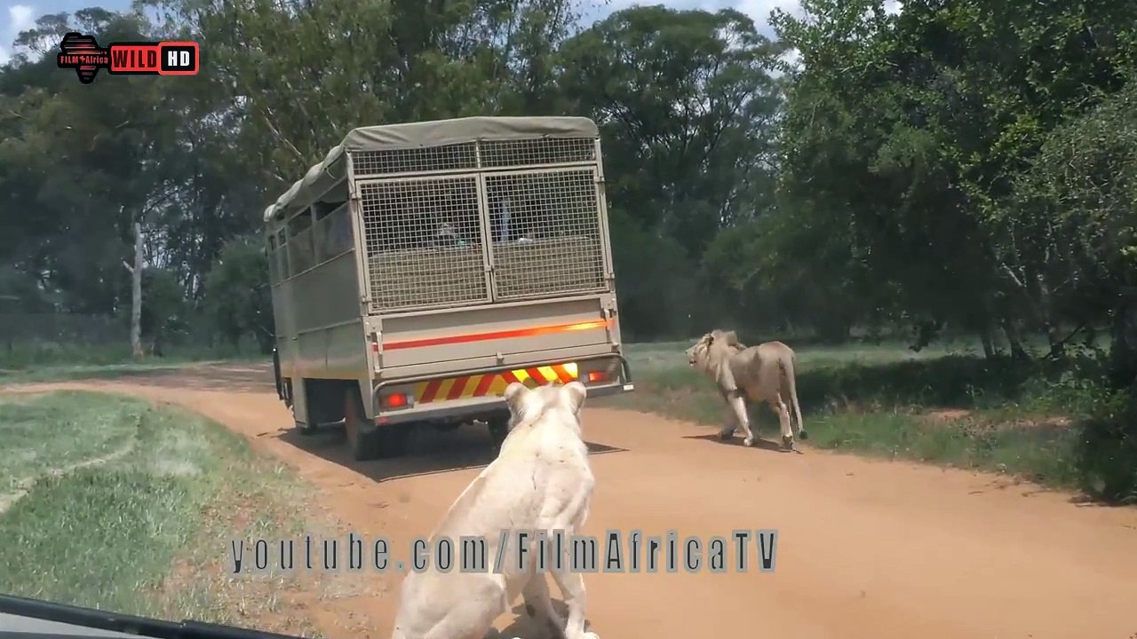 lion Park Attacks Latest