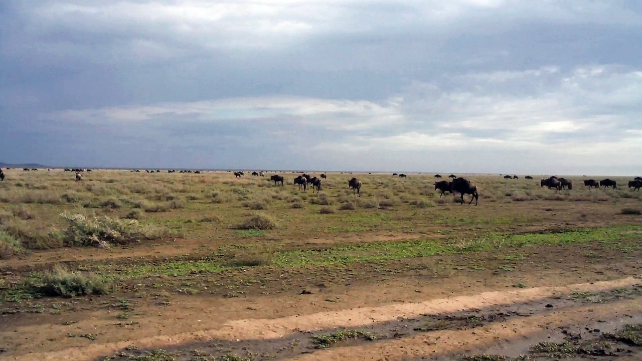 GNOUS ET ZEBRES EN MIGRATION