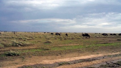 GNOUS ET ZEBRES EN MIGRATION