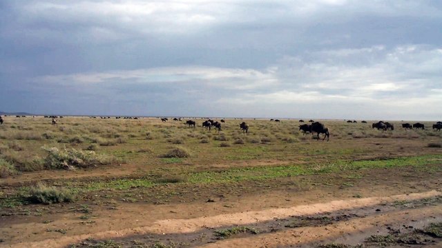 GNOUS ET ZEBRES EN MIGRATION