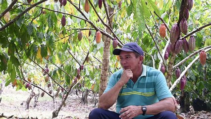 سكان "مثلث الشر" في كولومبيا يتحولون من زراعة الكوكا الى الكاكاو