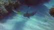 Ce plongeur héroique sauve un requin qui a un couteau planté sur sa tête