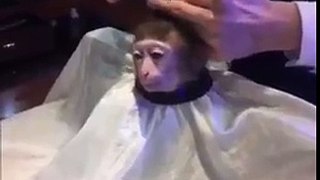 Monkey Getting haircut - Funny Monkey