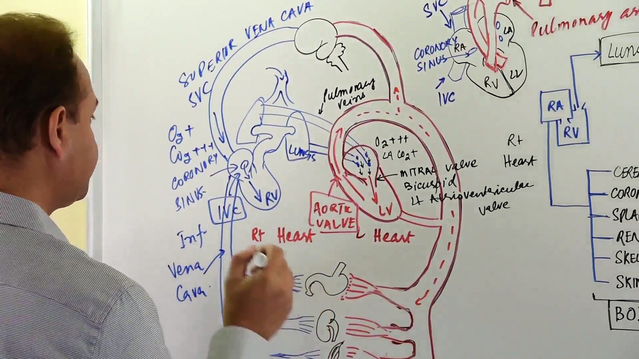 General Principles of Hemodynamics