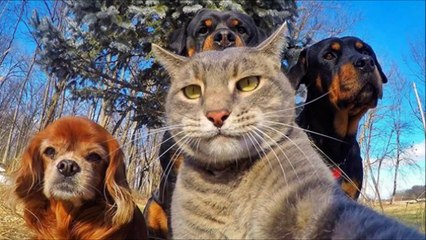【癒されて笑える!!】おもしろ可愛い動物ツイートまとめ　癒しの犬、猫、動物の画像集　疲れた時にどうぞ！【吹いたら負け】
