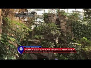 Wisata ke Akuarium Kaiyukan Osaka - NET 10