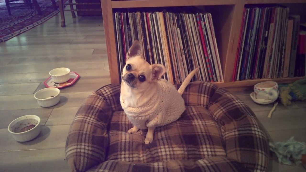 Un chihuahua veut aller se promener