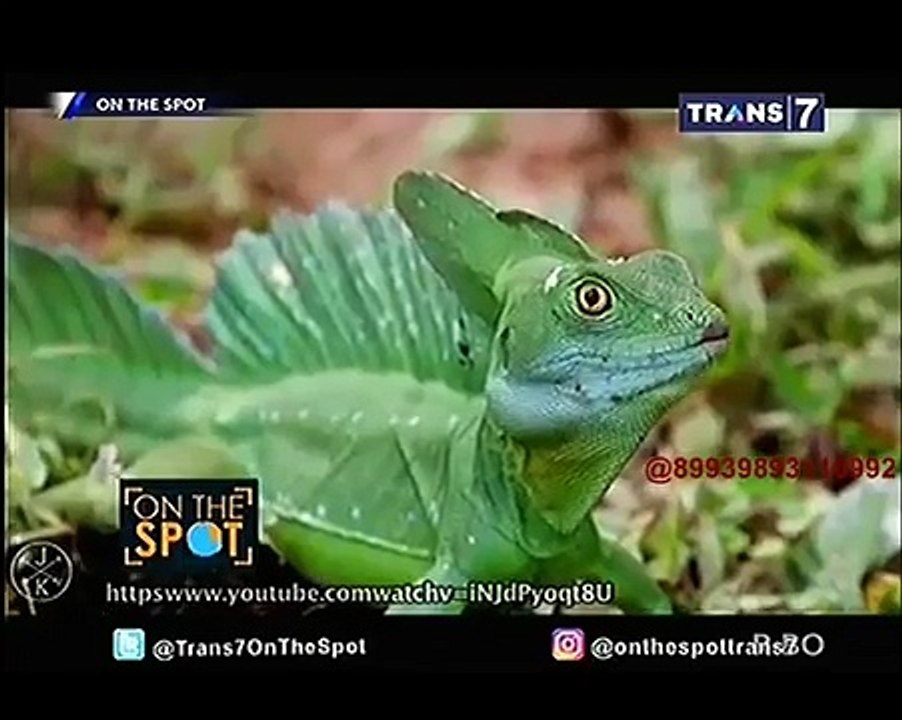 Penemuan Makhluk Misterius Terbaru [On The Spot]