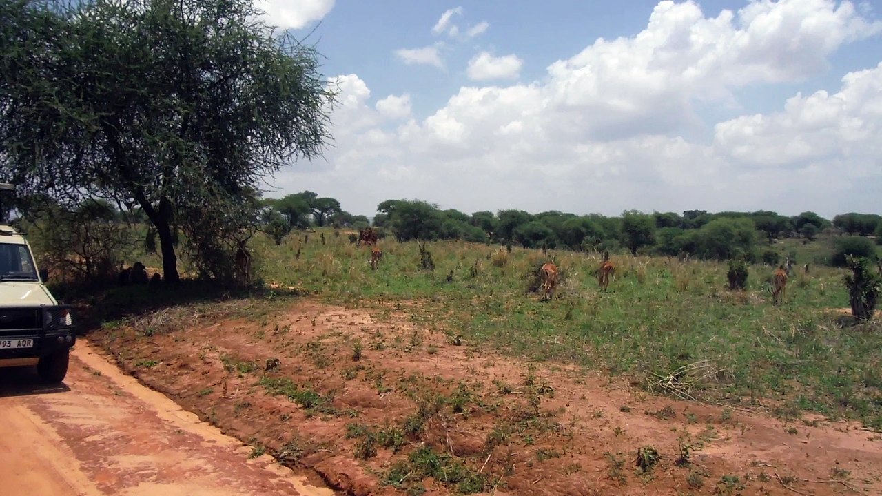 ANTILOPES